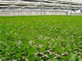 壽光大地溫室蔬菜種苗批發(fā) 品種、價(jià)格與選購(gòu)指南