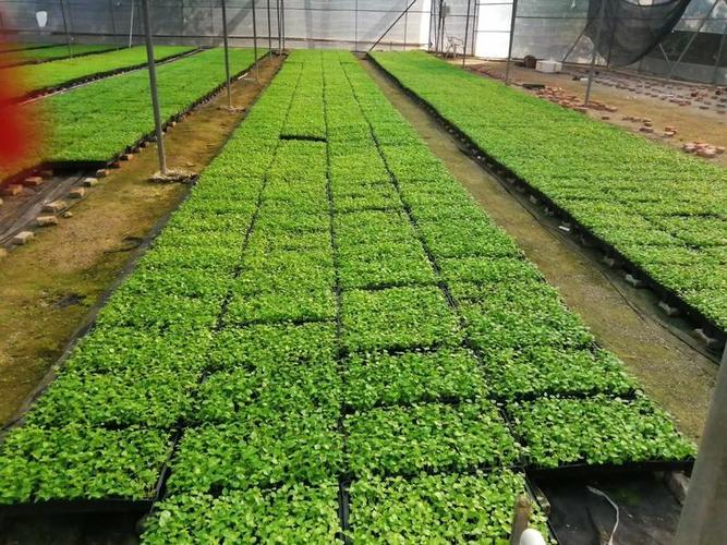 大葉傘種苗 篩盆苗培育與形態(tài)特征解析