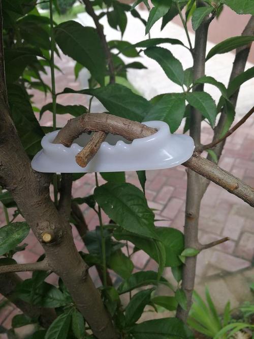 湘果園果樹(shù)拉枝器 (中國(guó) 江蘇省 生產(chǎn)商)