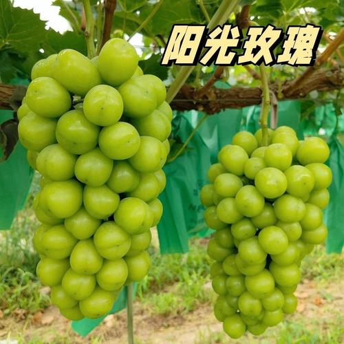 100果樹(shù)種苗廠家